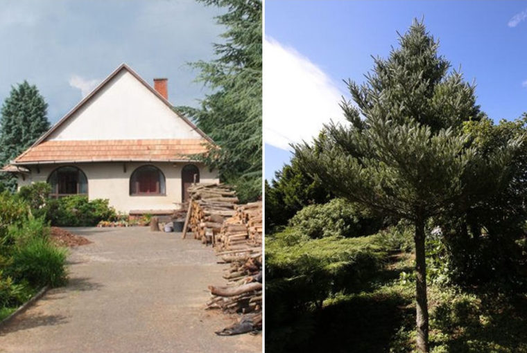 pecsbanyai maganarboretum 05