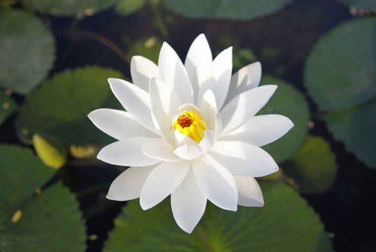 kedveled a tunderrozsat 1