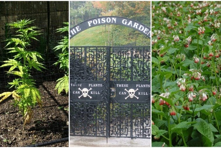 tilos hozzaerni megszagolni