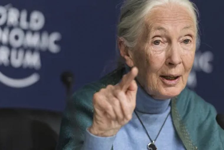 jane goodall