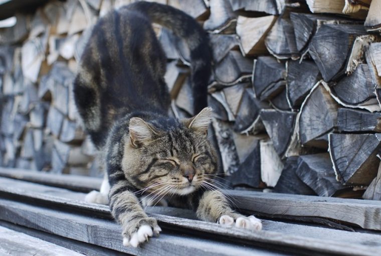 online is vasarolhatunk tuzifat