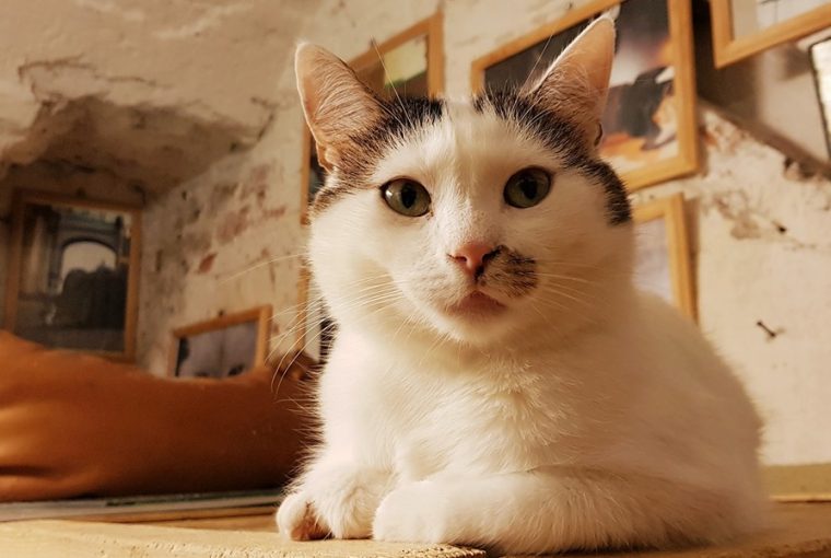 szakszervezetbe tomorulnek az ermitazs macskai