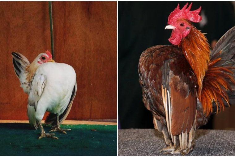 a vilag legkisebb csirkeje