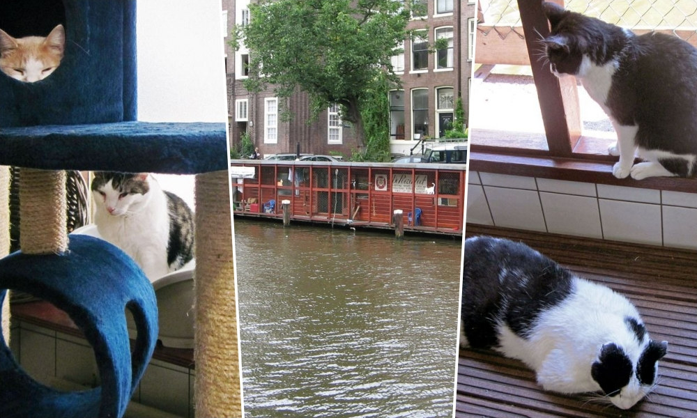 A cicarajongók Amszterdamban keressék a macskák hajóját