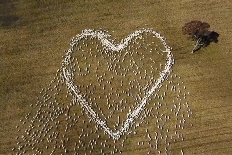 birkakkal kirakott szivvel koszont el