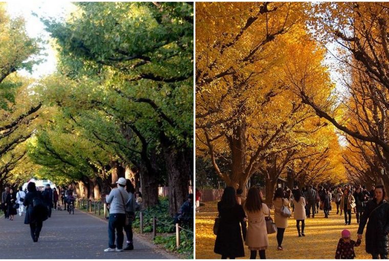 meseszep latvany osszel