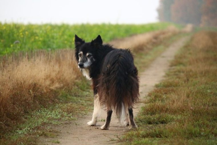 idos kutyaknak biztosit