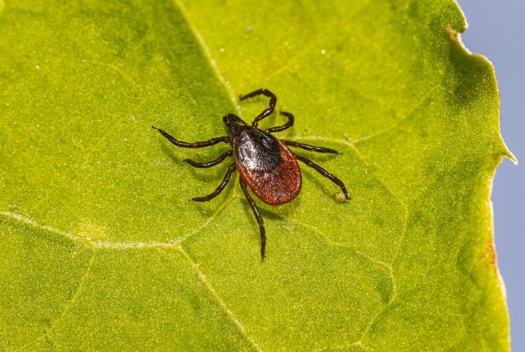 indul a kirandulo szezon