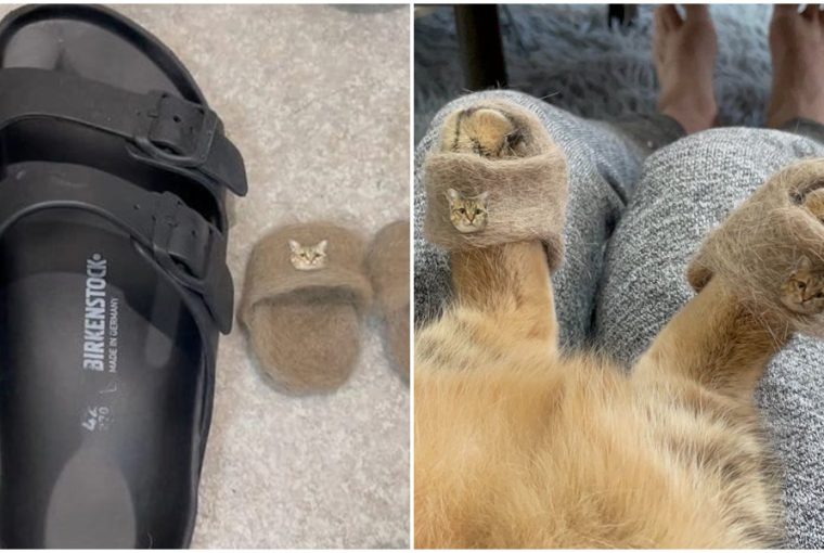 macskaszorbol keszit macskapapucsokat