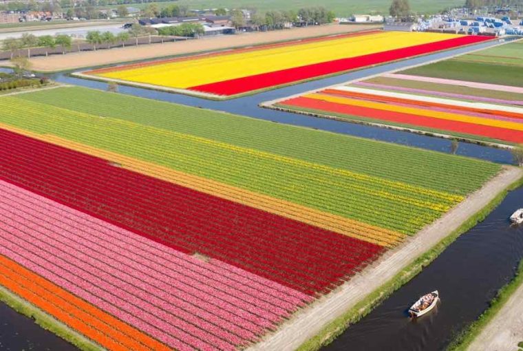 elkepeszto fotok keszulnek a hollandiai tulipanmezokrol 1