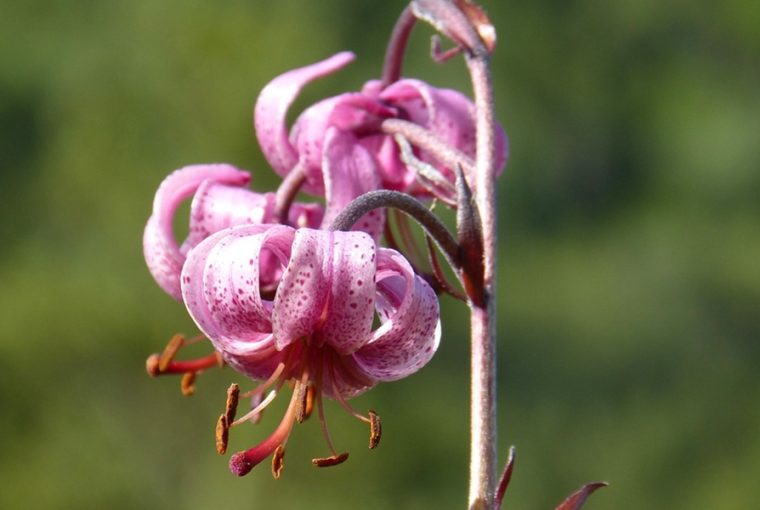 lesd meg a turbanliliomot