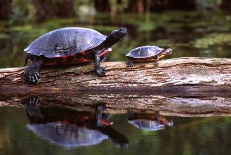 a hidegveru allatok ismerhetik a hosszu elet titkat