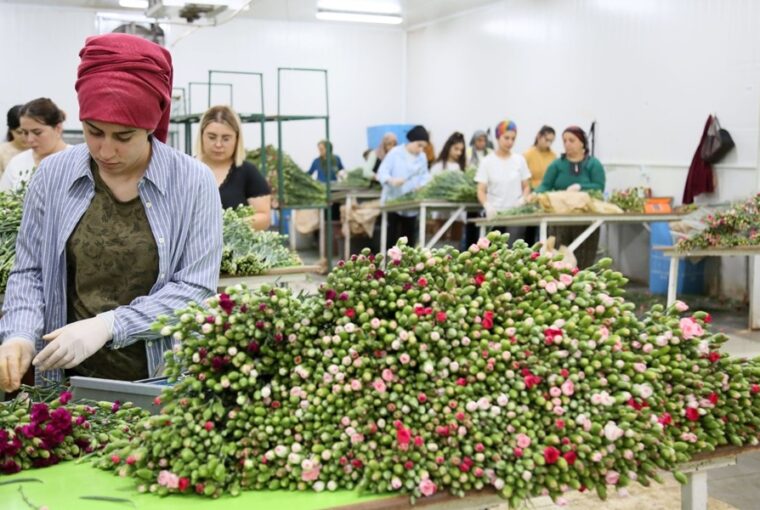 1 5 millio szegfu indul utnak