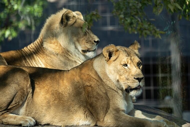 parja halala utan novesztett sorenyt