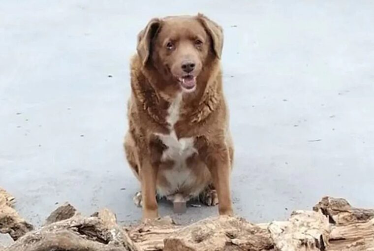 a vilag legidosebb kutyaja