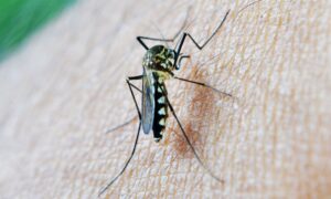 szunyogcsipes