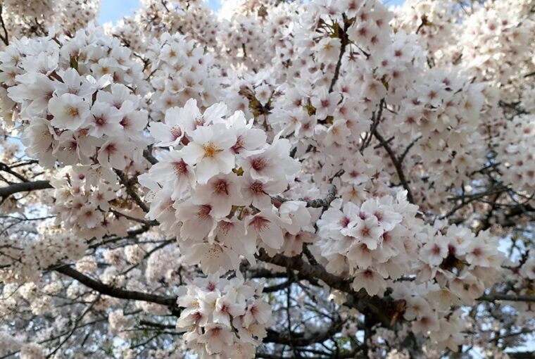 kina cseresznyeviragzas fesztival