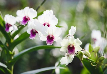 Pár percre a magyar határtól lenyűgöző orchideakertészet vár