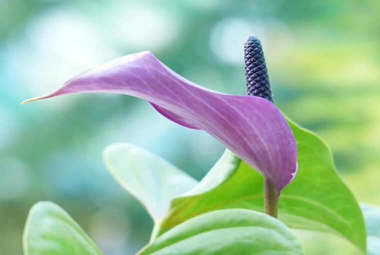 Zöld cimborák nyugdíjasoknak