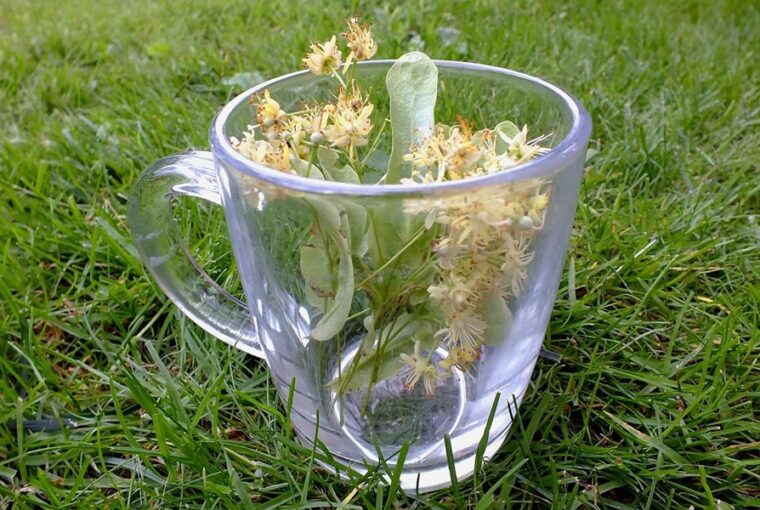 gyogynovenyek vs gyogyszerek