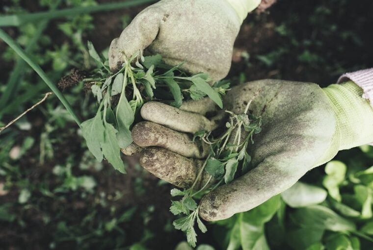 a kert az en meditaciom