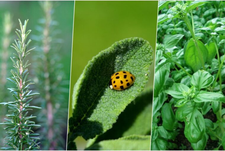 gyogyito novenyek amik a memoriat is frissen tartjak