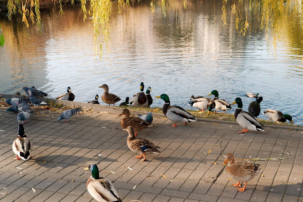 Kacsák a parkban – jó ötlet etetni őket?
