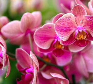 orchidea