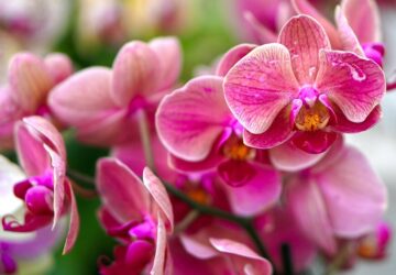 orchidea