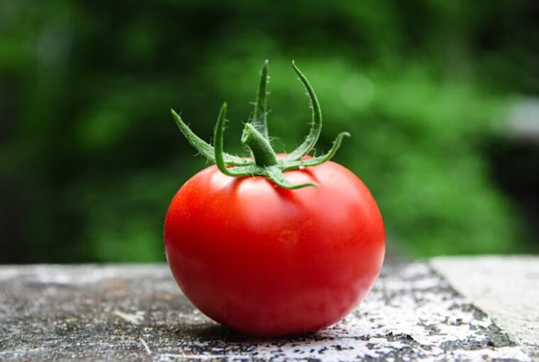 paradicsom a kertbol