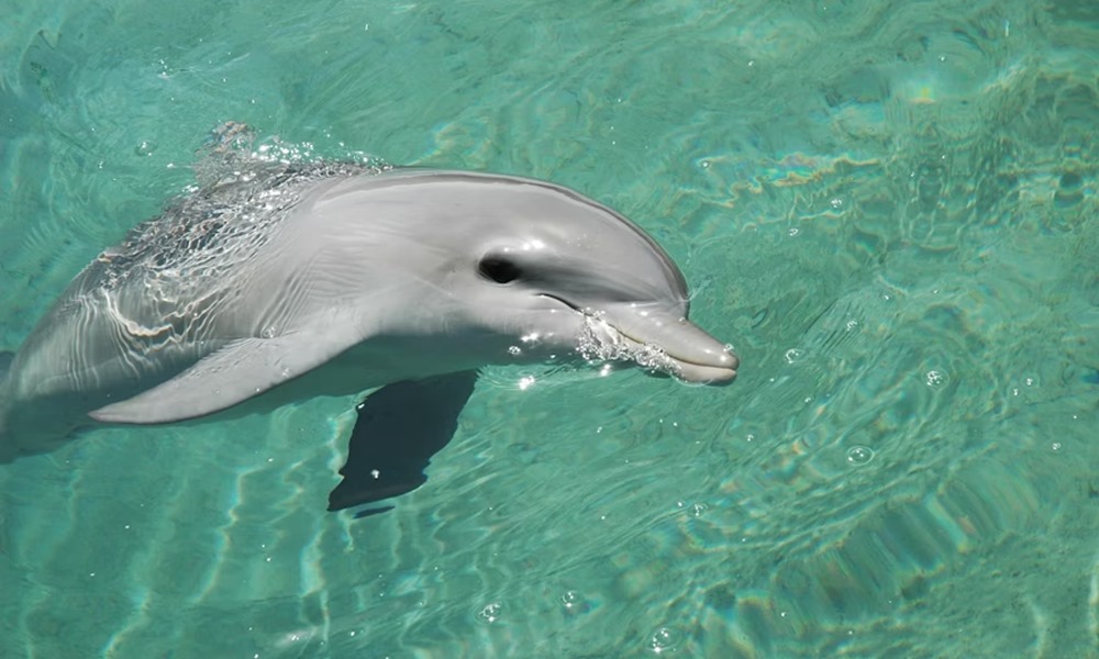 delfinek es az alzheimer kor 1