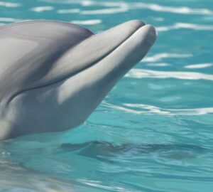 delfinek es az alzheimer kor