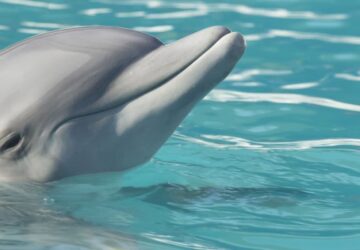 delfinek es az alzheimer kor