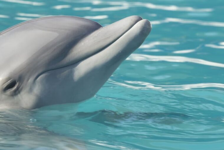 delfinek es az alzheimer kor