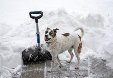 ho lapatolasa surgossegi nelkul