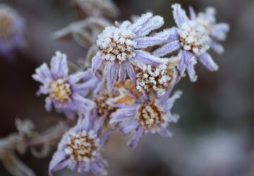 katalin nap joslatok