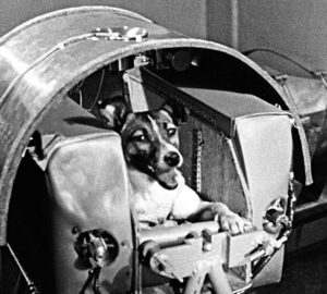 lajka az ur maganyos hose