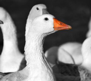 marton napi hiedelmek eredete 1