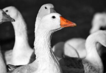 marton napi hiedelmek eredete 1