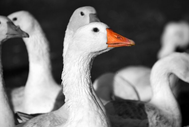 marton napi hiedelmek eredete 1