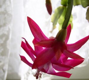 virag ami tulelte a gyereket 1