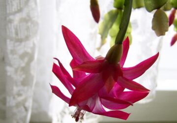 virag ami tulelte a gyereket 1