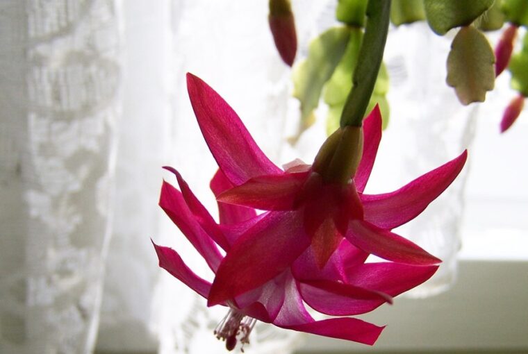 virag ami tulelte a gyereket 1