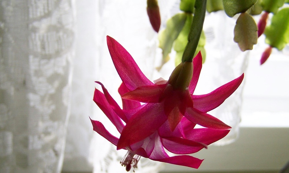 virag ami tulelte a gyereket 1