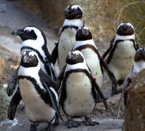 nyugdijasotthon a pingvineknek