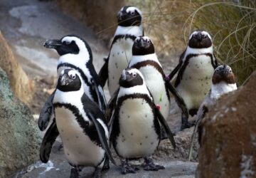 nyugdijasotthon a pingvineknek