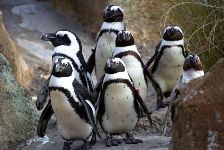 nyugdijasotthon a pingvineknek