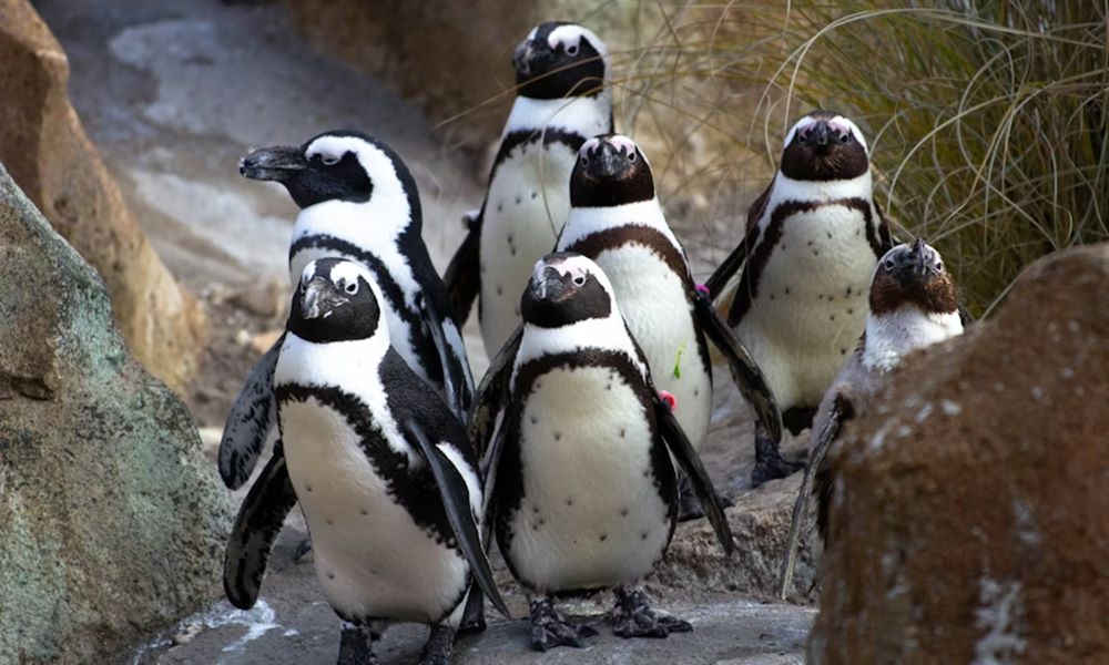 nyugdijasotthon a pingvineknek