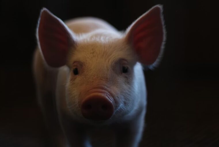 sertesmaj fel evig mukodott egy emberben