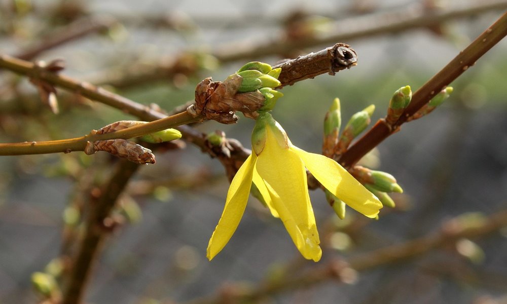 uj ev nem januarban kezdodott 2